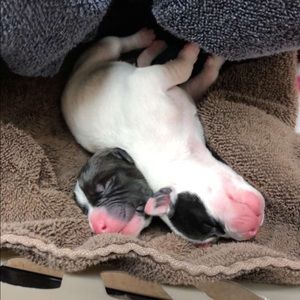 Meet your Posher, Chelsea